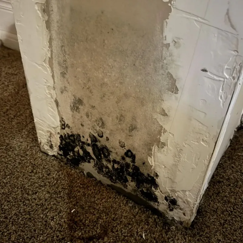 Professional Mold Removal in Thoreau, NM